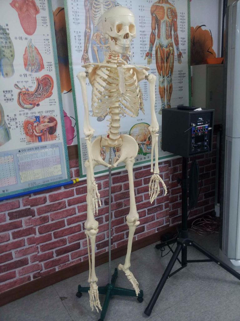 전신골격모형