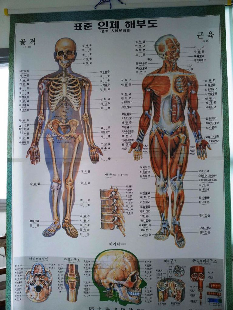 전신인체해부도